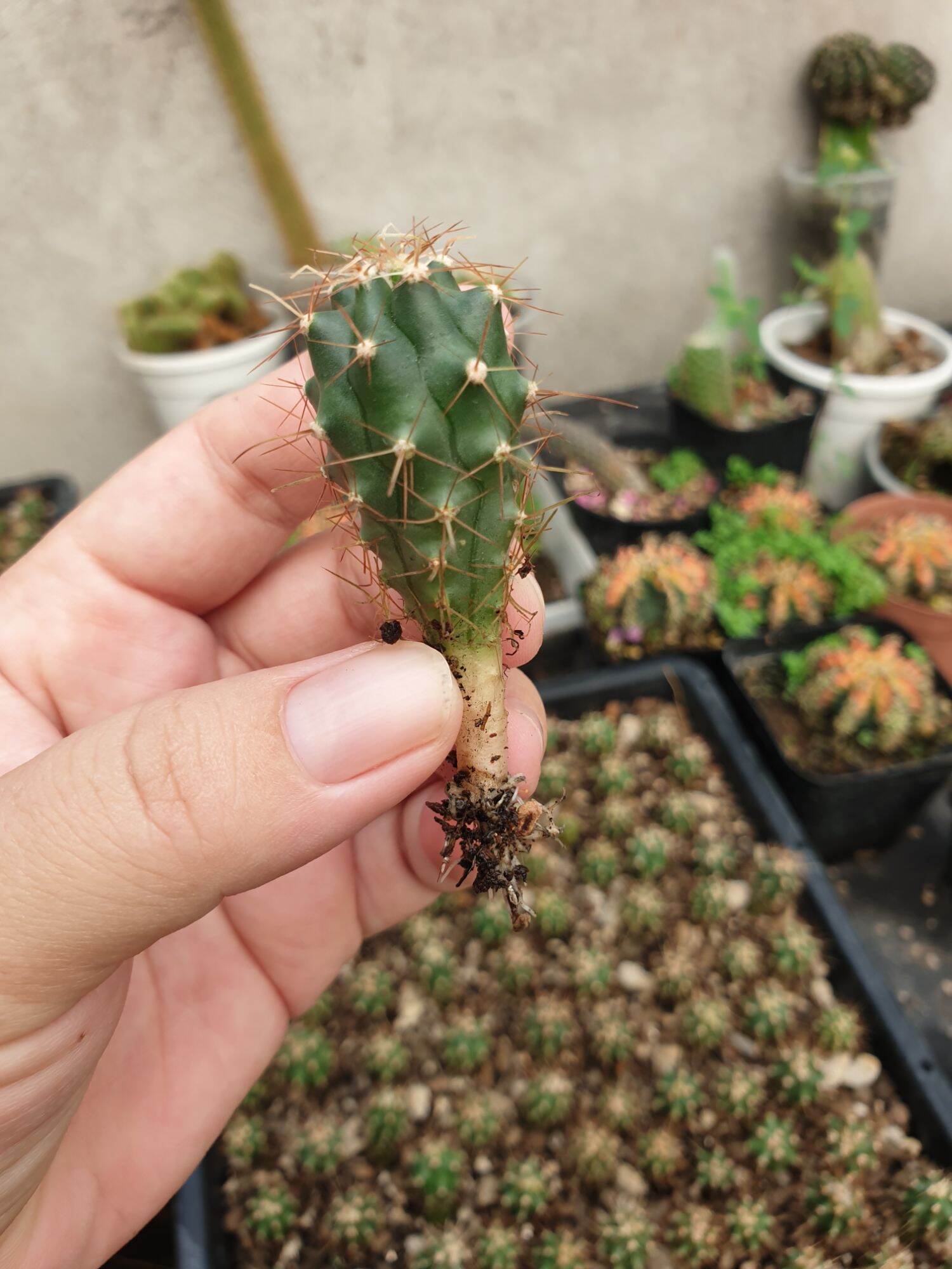 Xương rồng Fero gieo hạt, cây cao 4cm