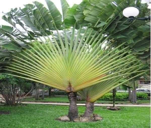 Cây chuối xẻ quạt
