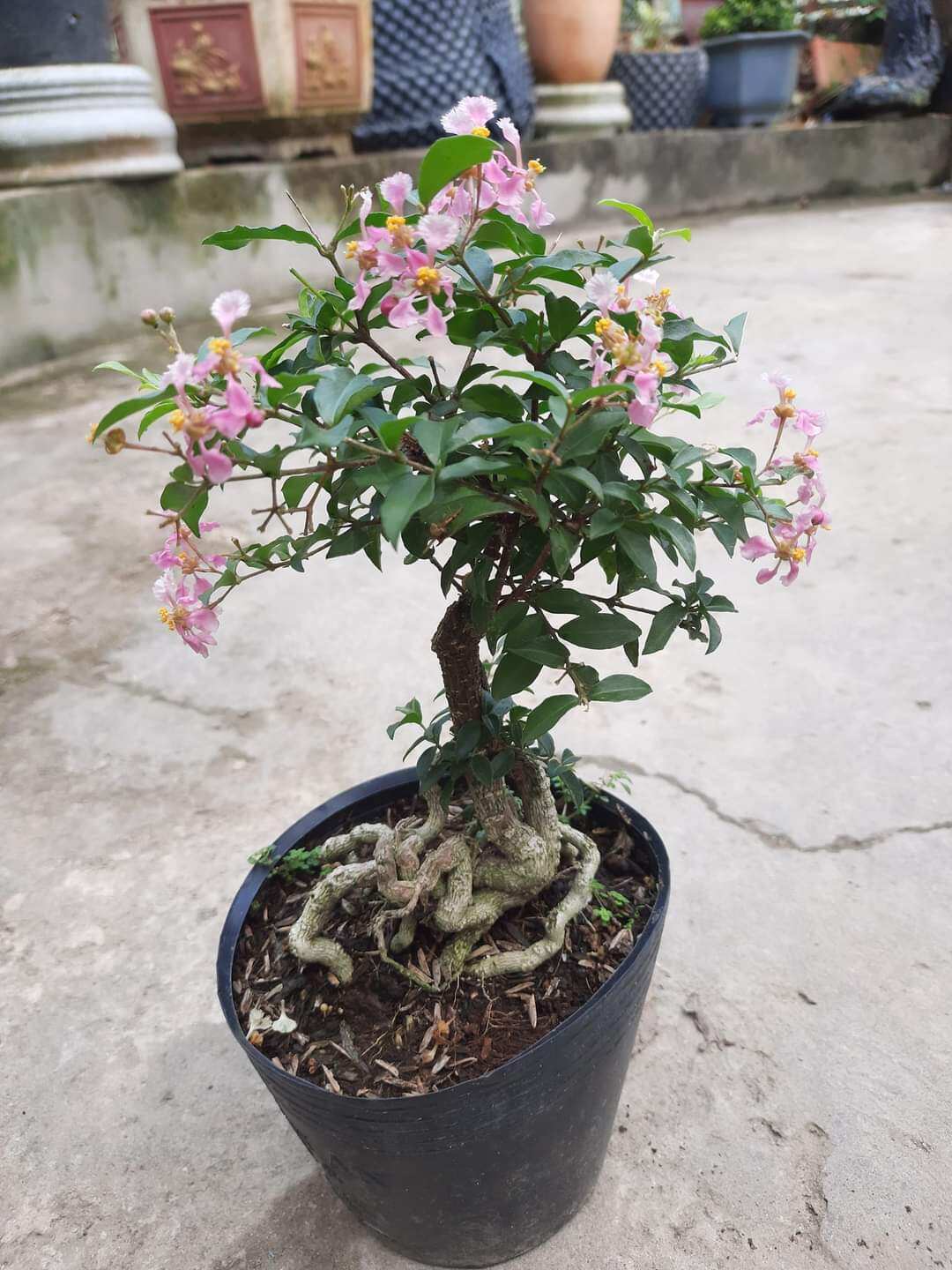 Cây hồng ngọc mai phong thủy