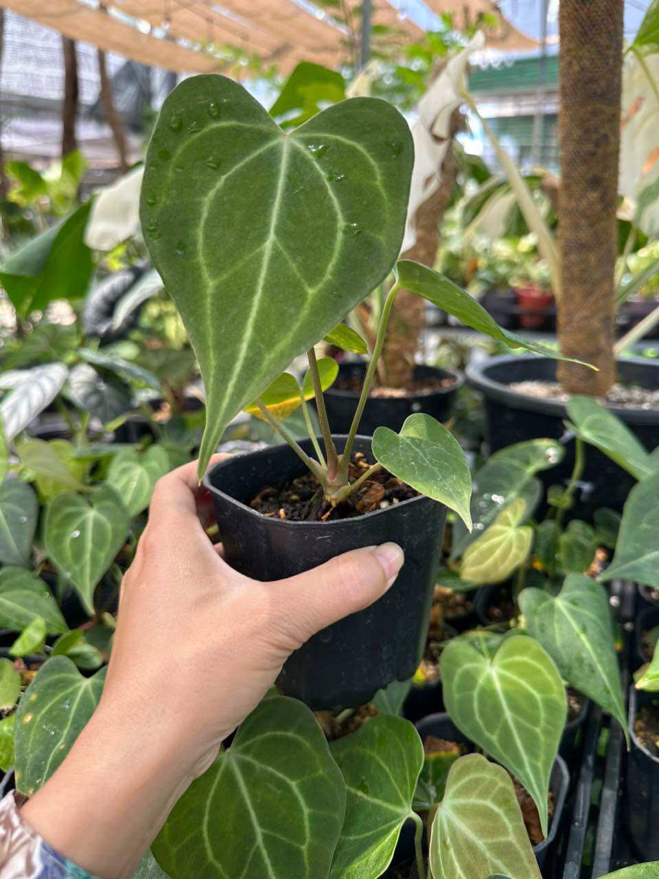 Anthurium clari - môn trái tim, cây trồng trong nhà, lọc không khí, lọc bụi mịn, cây phong thuỷ hot 2023