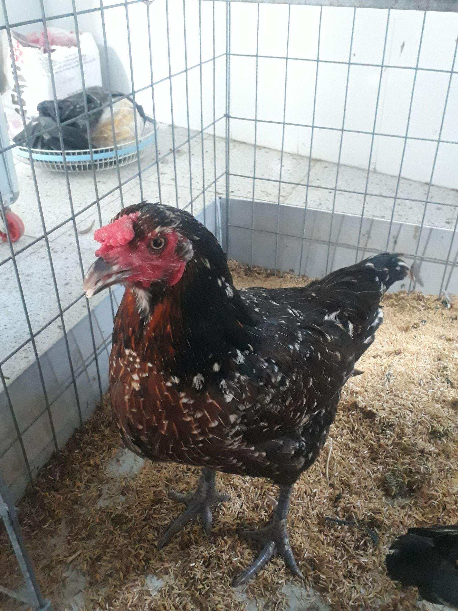 GÀ NÒI LỚN KÝ ,NỌC 4KG ,10 TRỨNG GÀ NÒI ASIU MỸ ,ẤP NỞ CON GIỐNG ,TRẠI GÀ NÒI THÀNH ĐÔNG LONG AN.