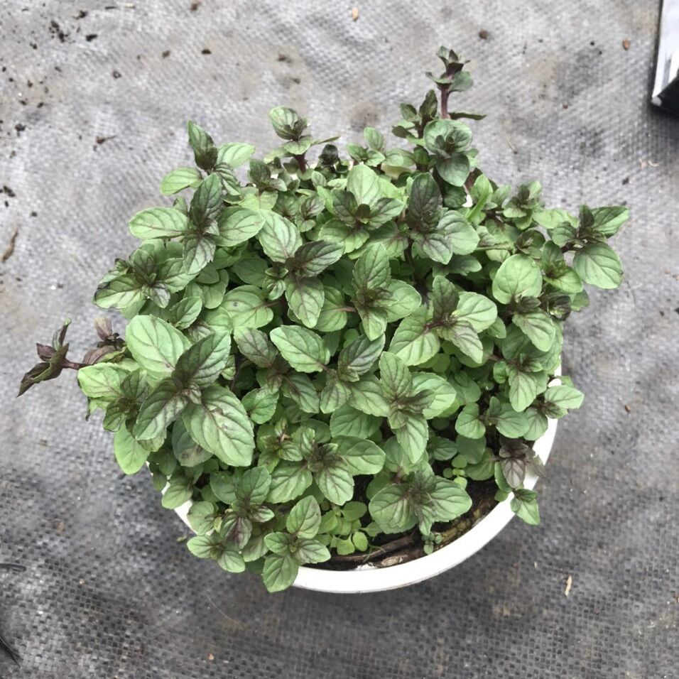 Bạc hà chocolate mint chậu lớn
