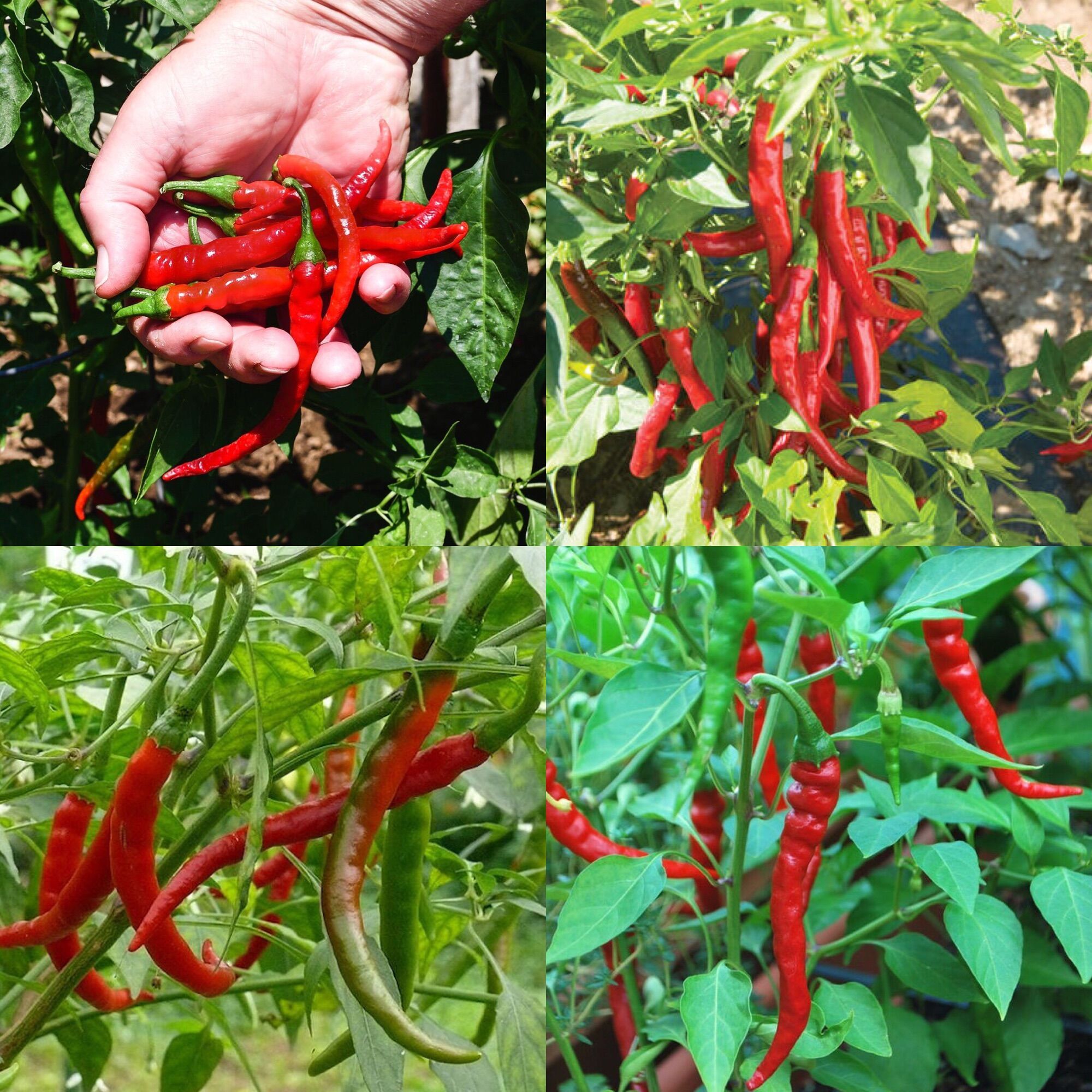 Hạt giống ớt cayenne mỹ siêu cay ngon