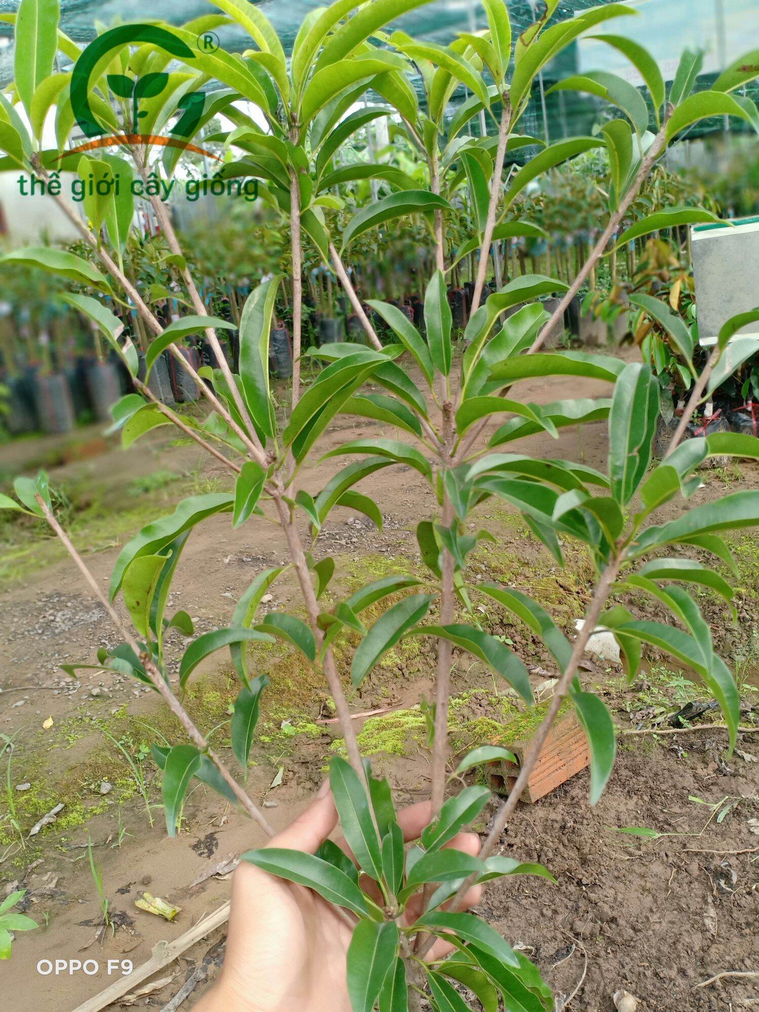Cây Giống Sapo Mexico