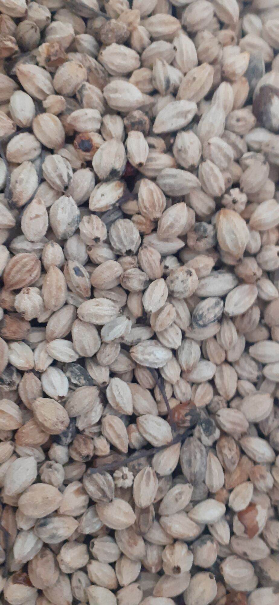 500 gram hạt xoan ta giống
