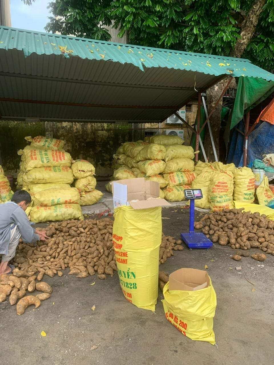 KHOAI SÂM ĐẤT Y Tý Hàng Tuyển