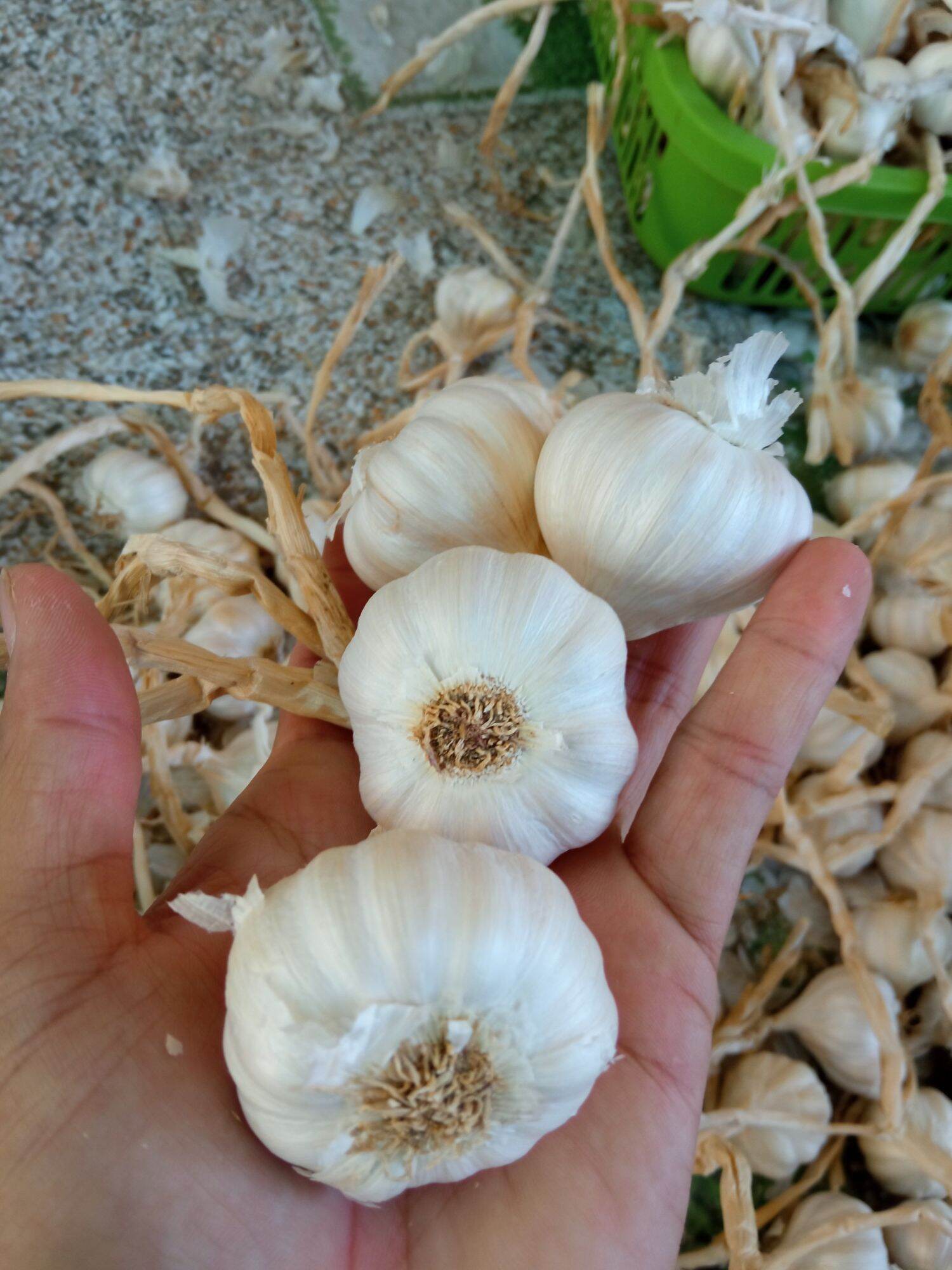 1kg tỏi Phan Rang loại 1