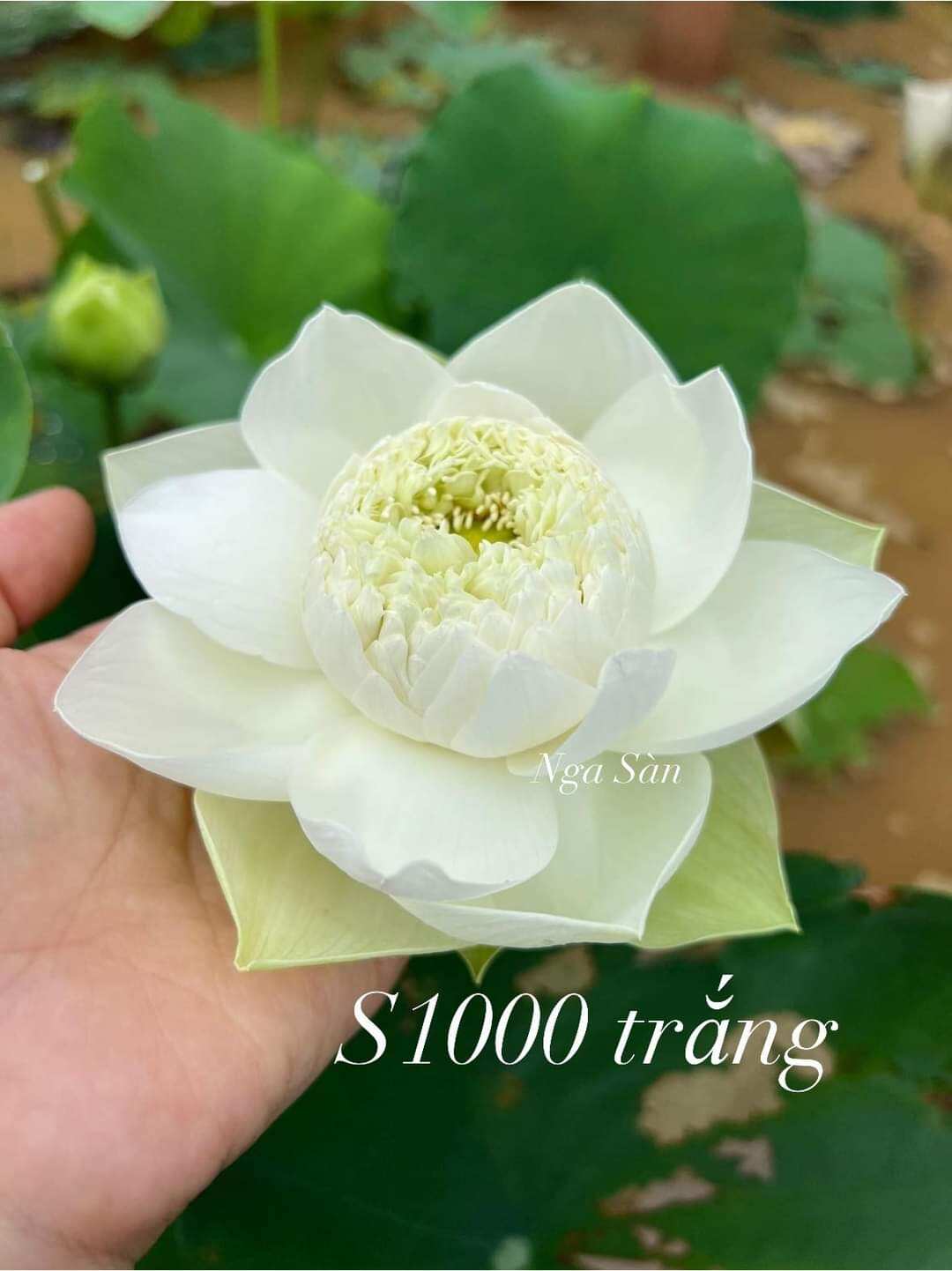 Củ sen giống nghìn cánh trắng