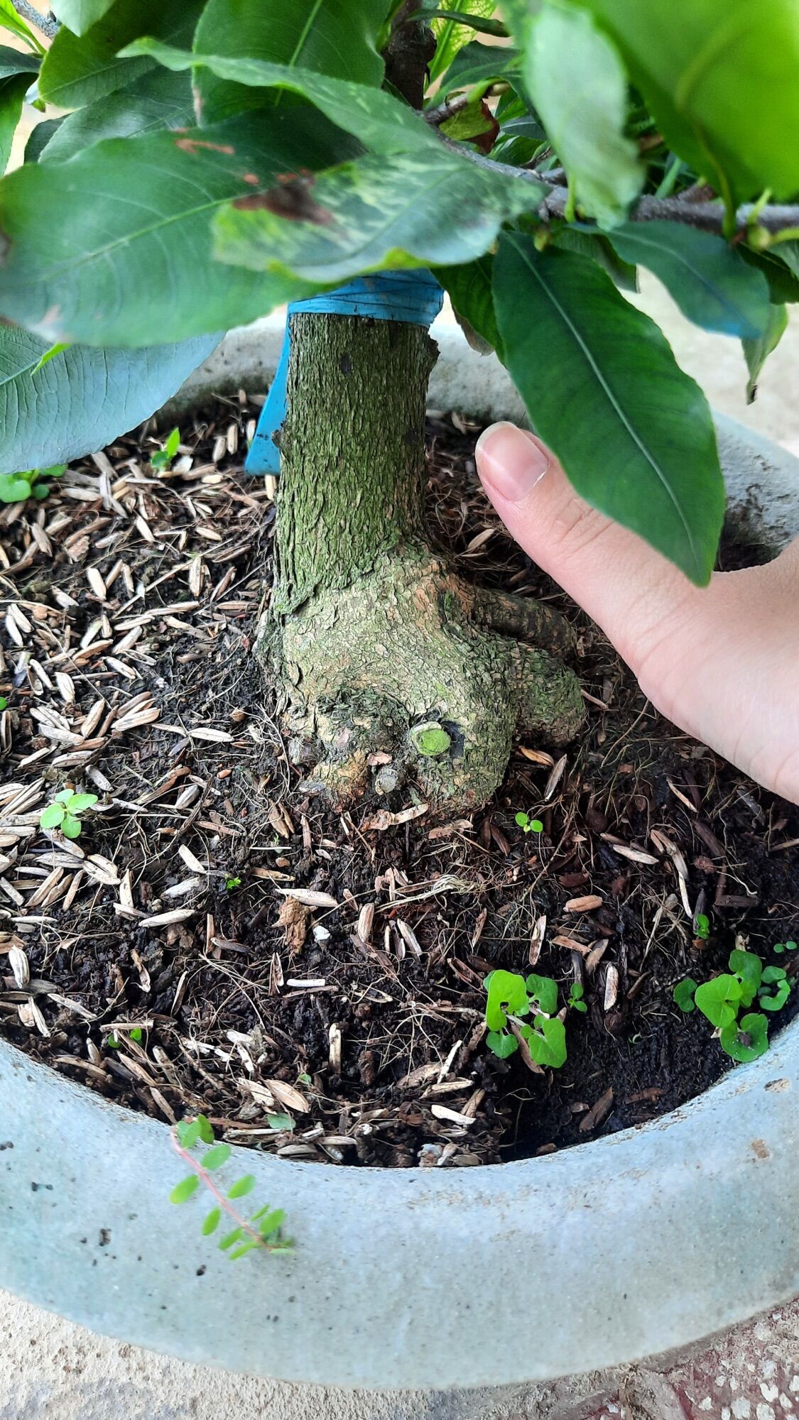 Cây cúc bạch mai (hoa nhiều cánh) gốc ghép bonsai