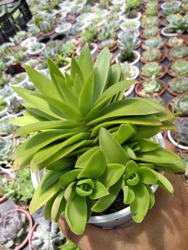Sen đá tứ phương size trung