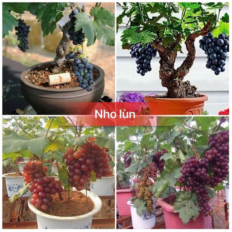 Cây giống nho lùn