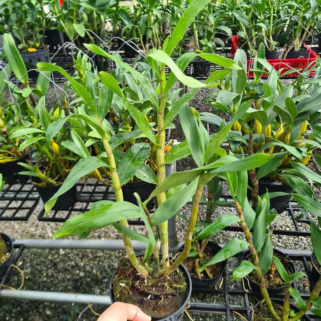 Gatton sunray trưởng thành sắp hoa