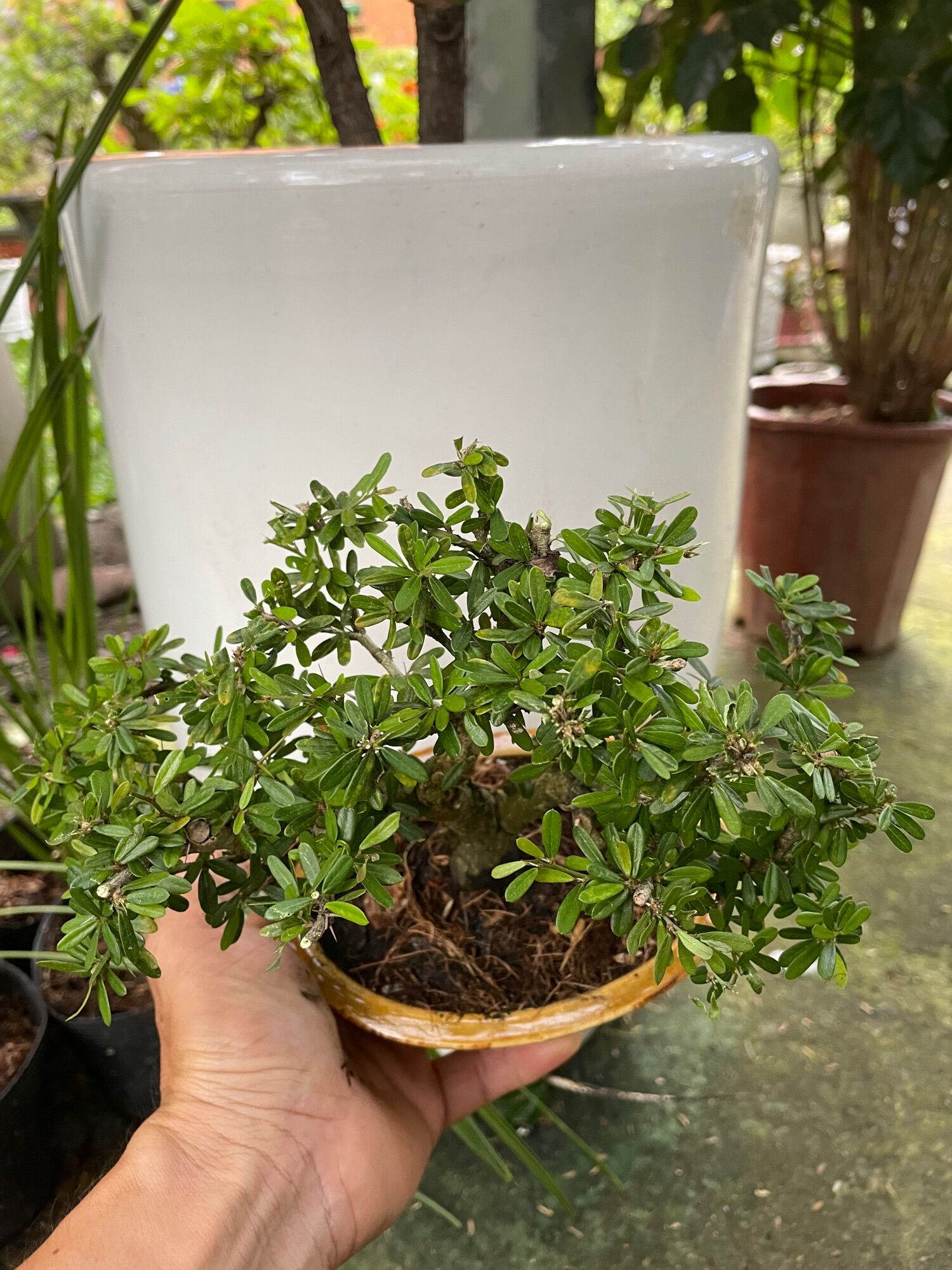 Bonsai Fir Tree for the Table