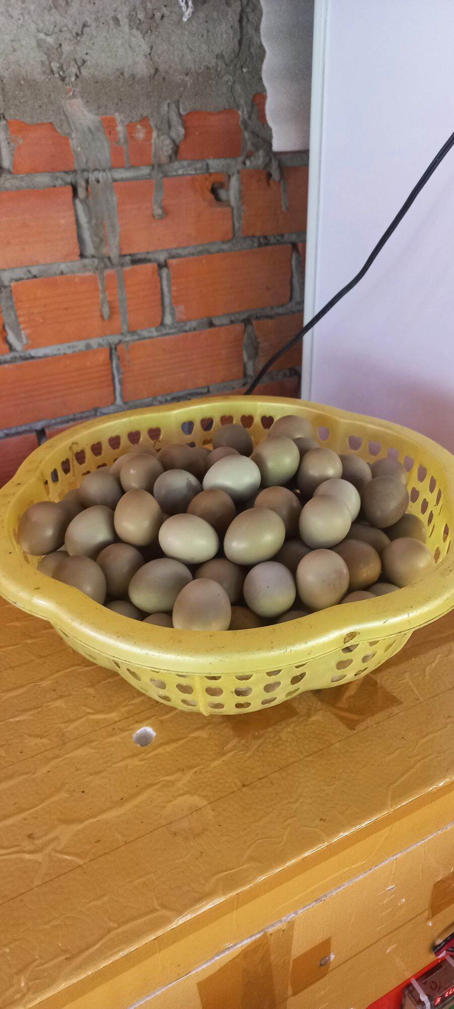 Trứng chim trĩ combo 10 quả có thể ấp nở