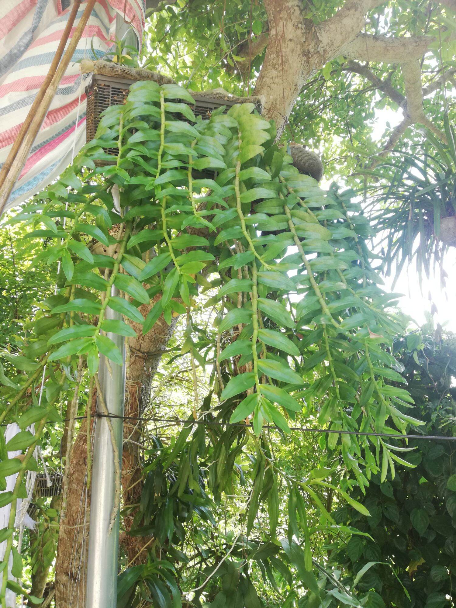 phong lan phi điệp tím hòa bình (150k/kie)