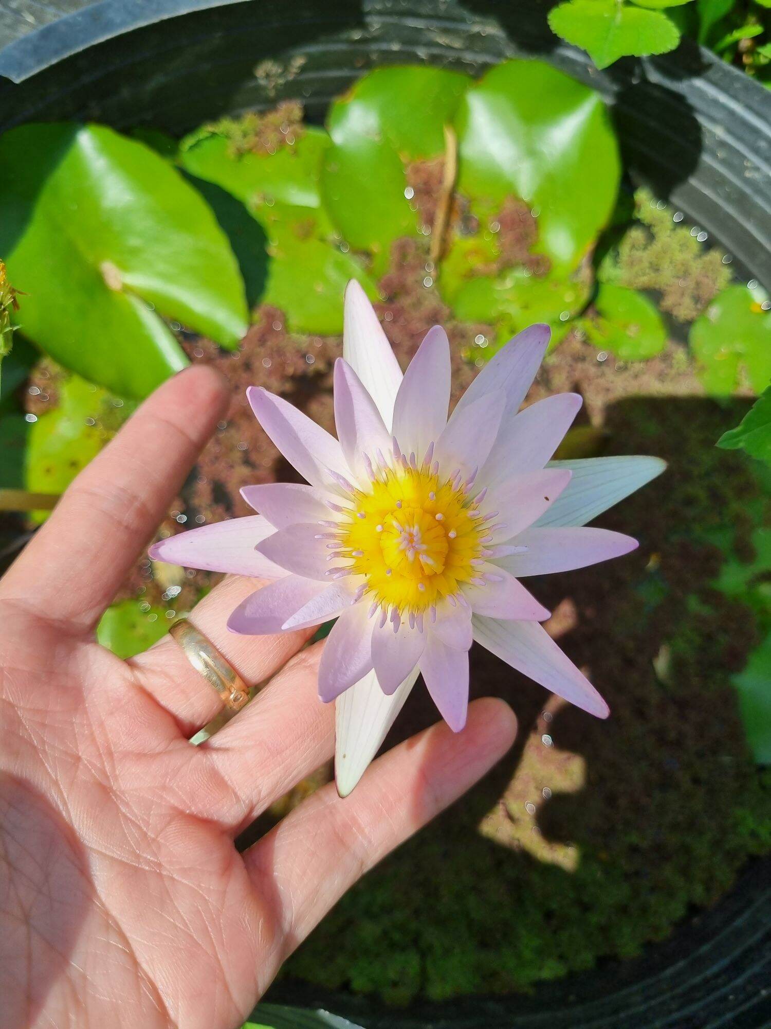 combo 3 cây giống hoa súng thái