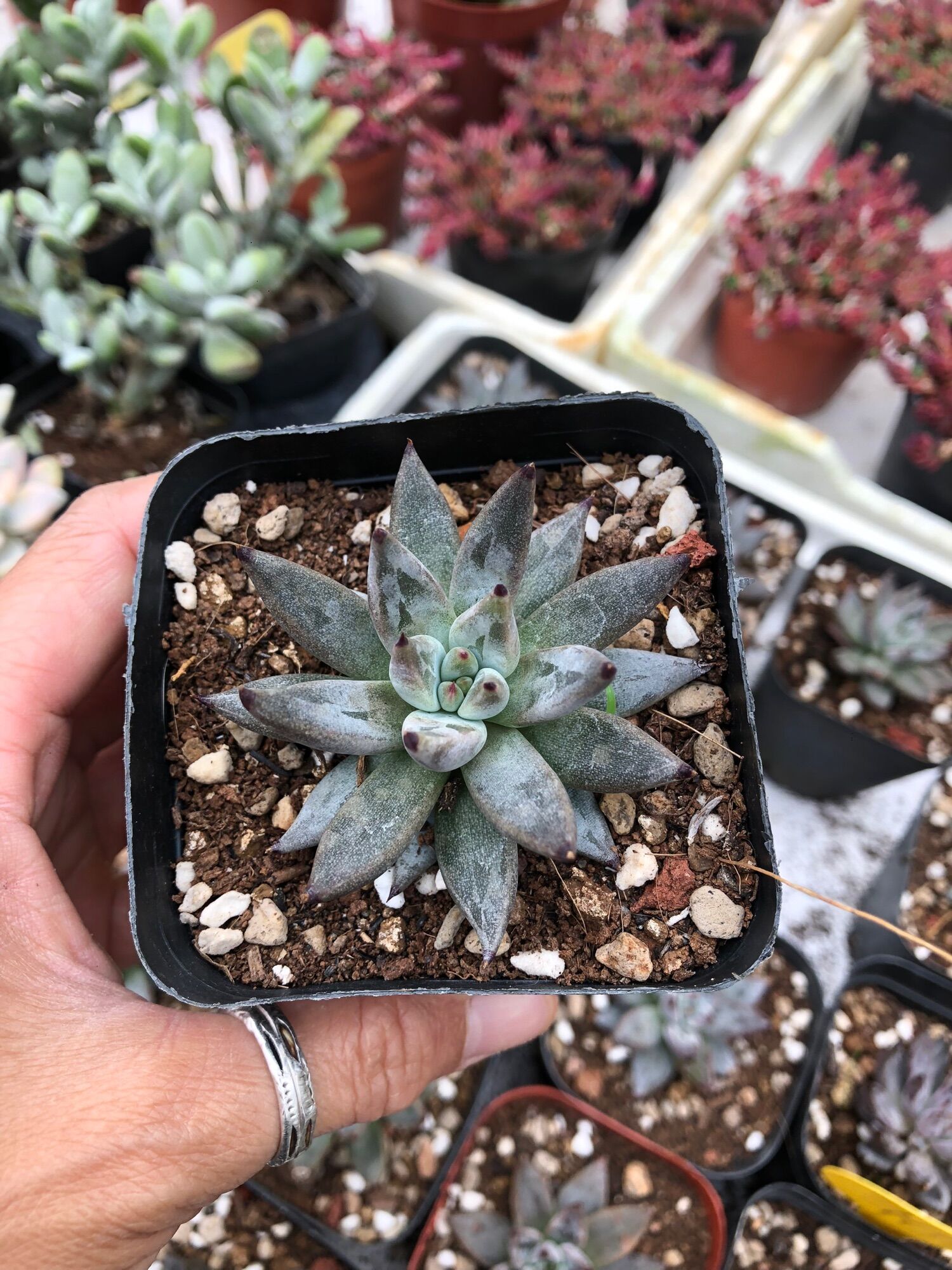 Sen đá Vuốt Đen 6cm