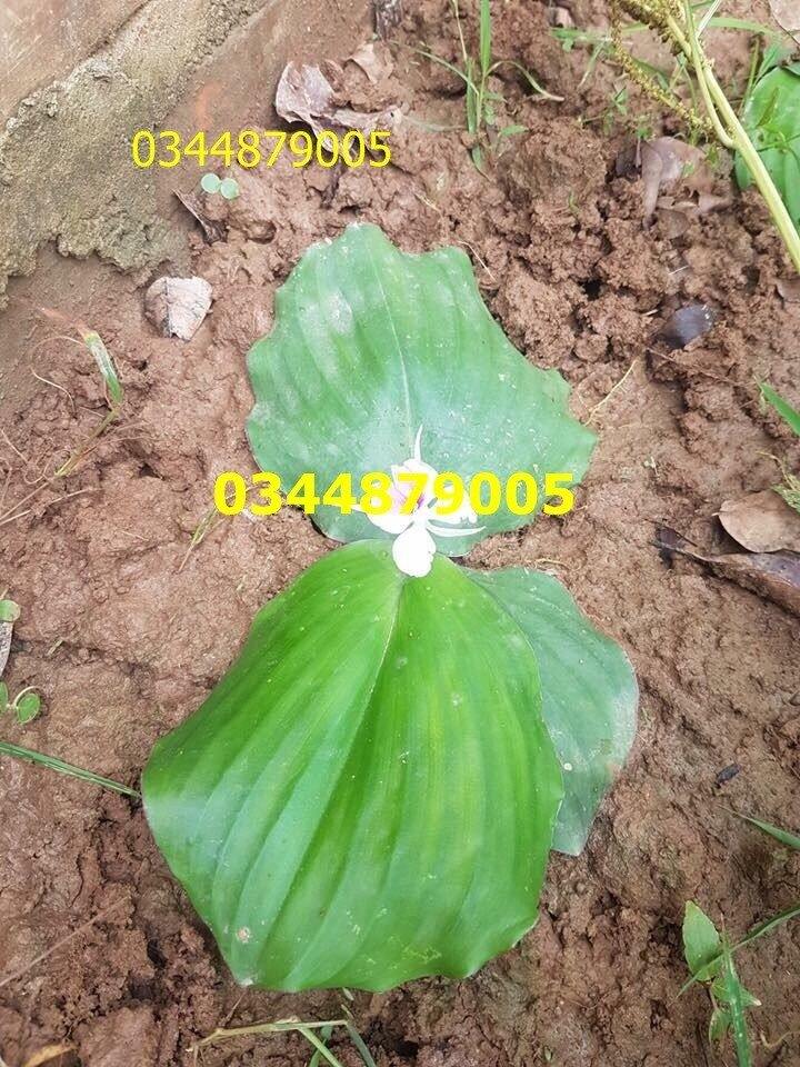 Củ xá kén/xá kiếng/địa liền nhỏ 500g làm giống