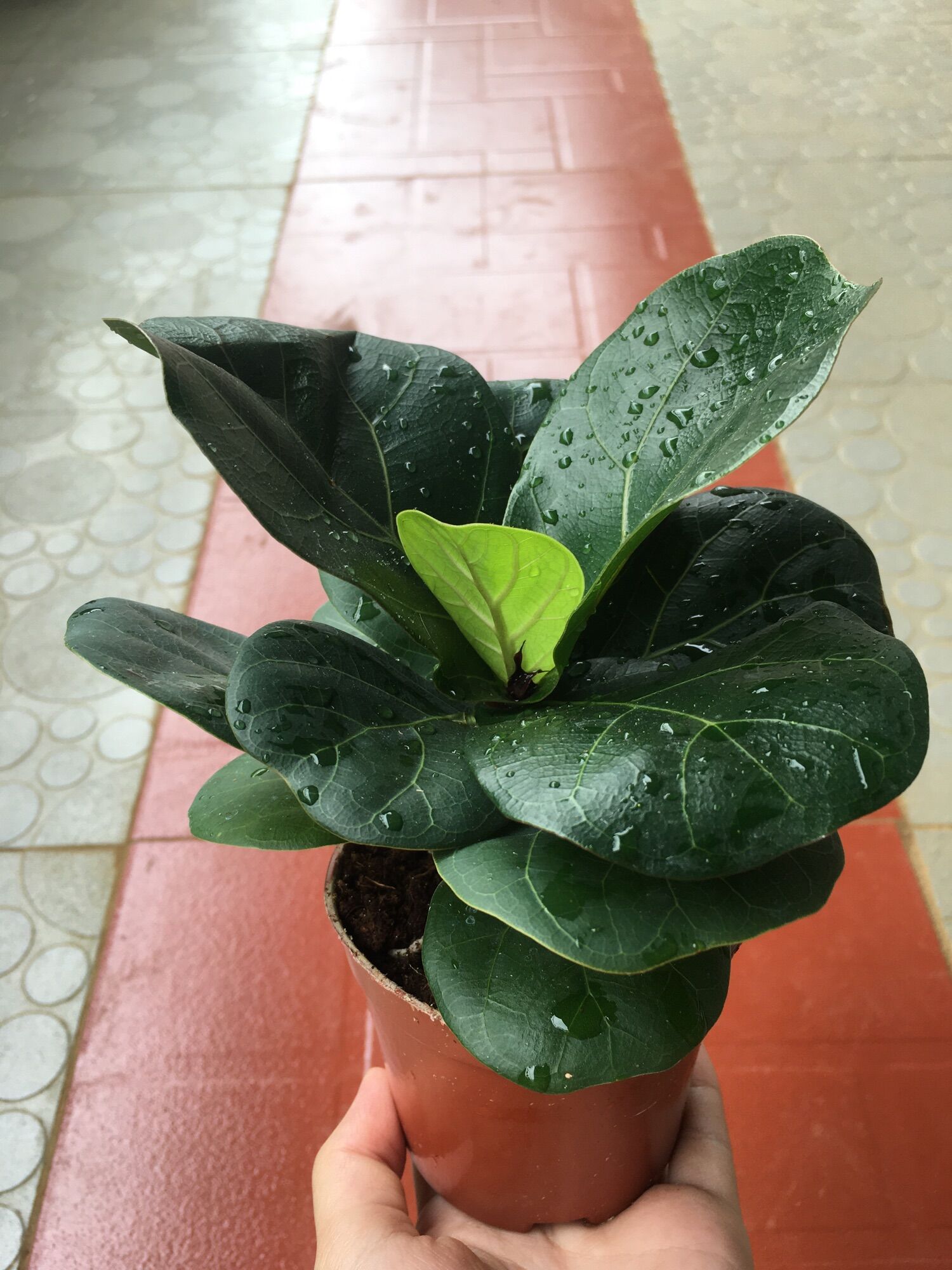 CÂY ĐỂ BÀN, Bàng Singapo sống khoẻ dễ chăm, mang tới may mắn