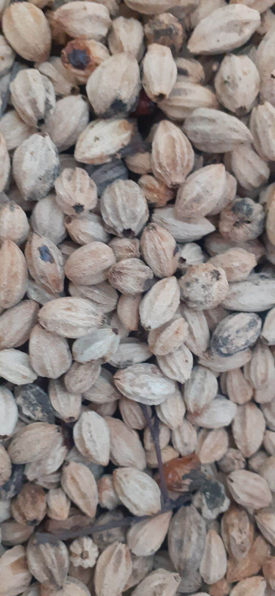 500 gram of Melia azedarach seed