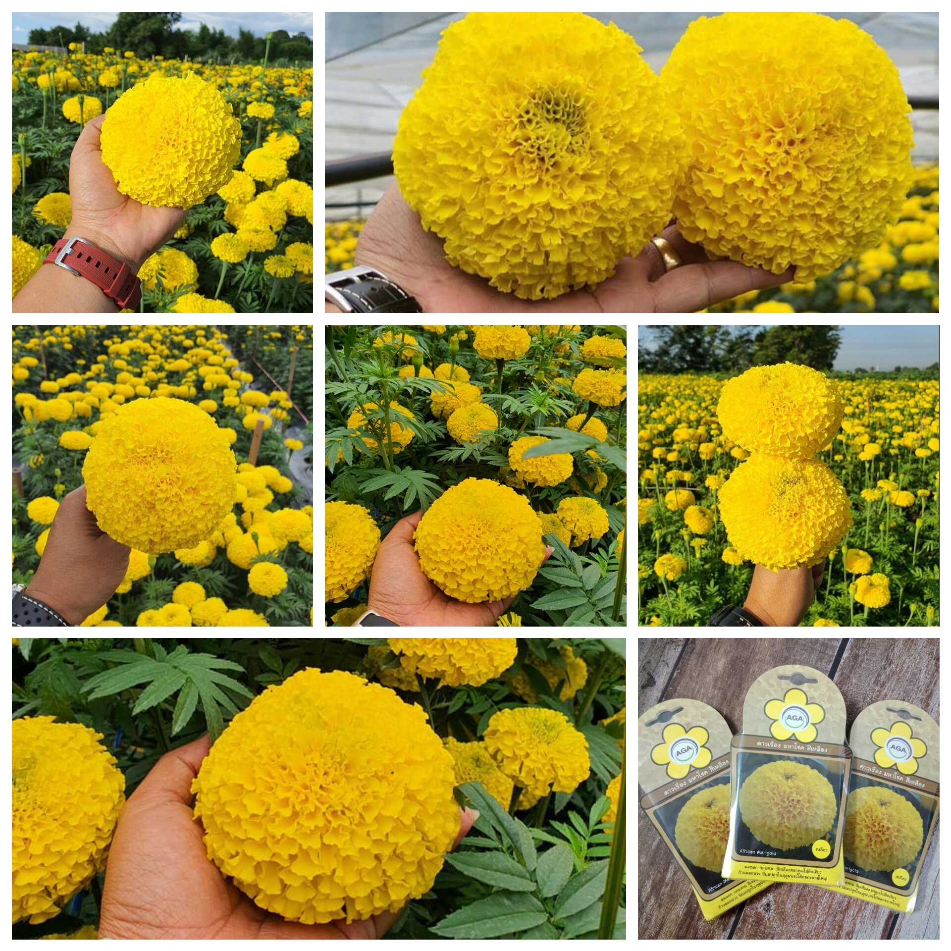 Hạt giống cúc vạn thọ F1 cao