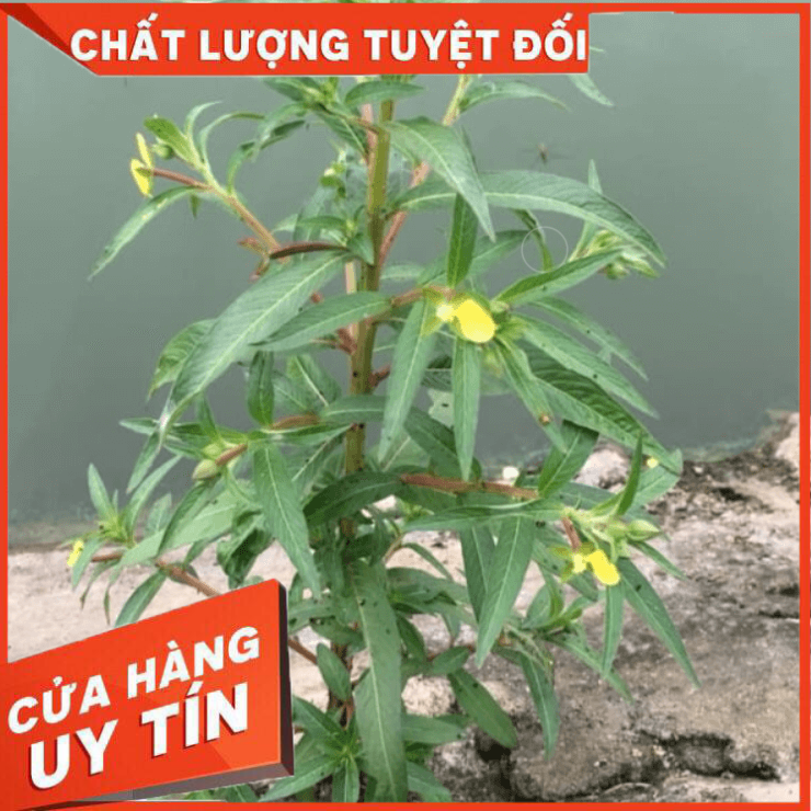 1kg Cây rau mương tươi. khô hỗ trợ hp dạ dày