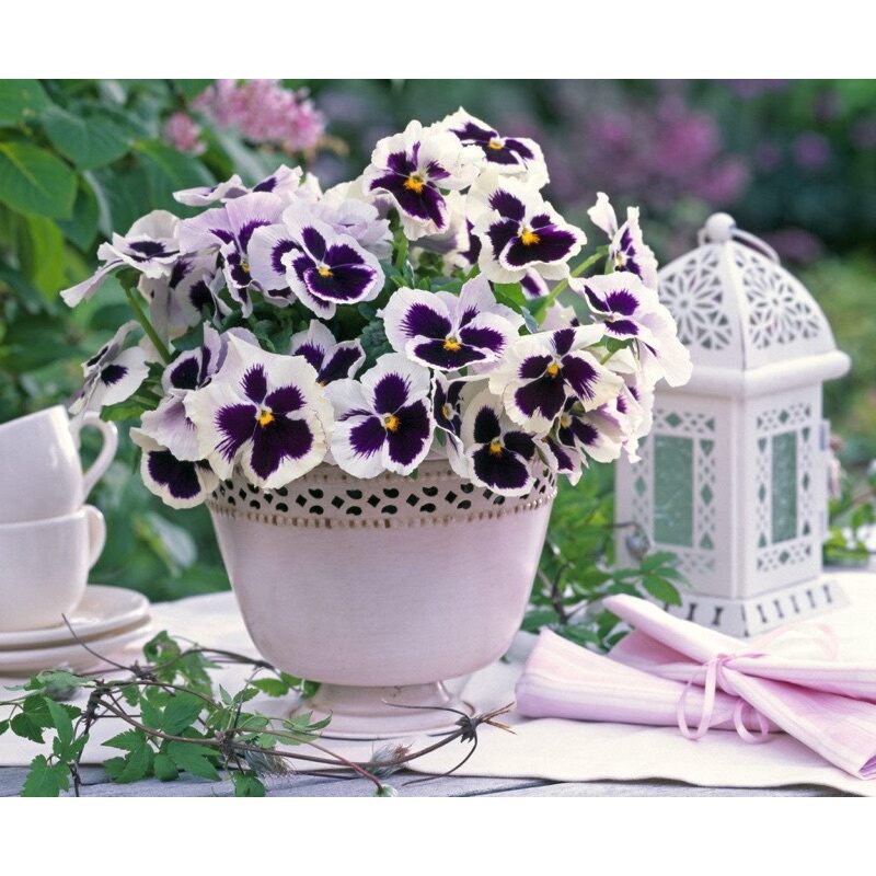 hạt hoa cánh bướm(1 gói)