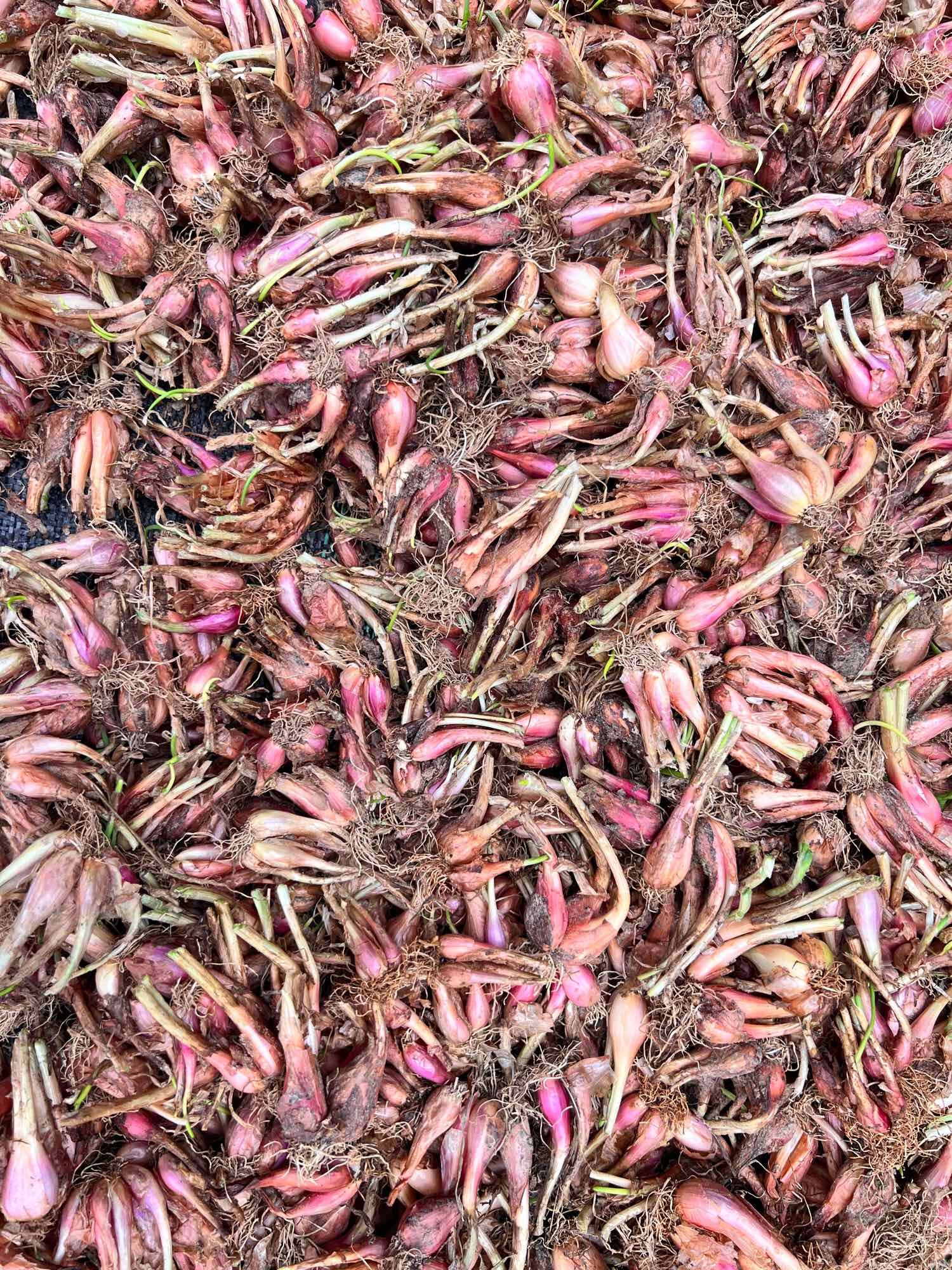 [SIÊU RẺ] Củ giống hành ba chài (1kg)