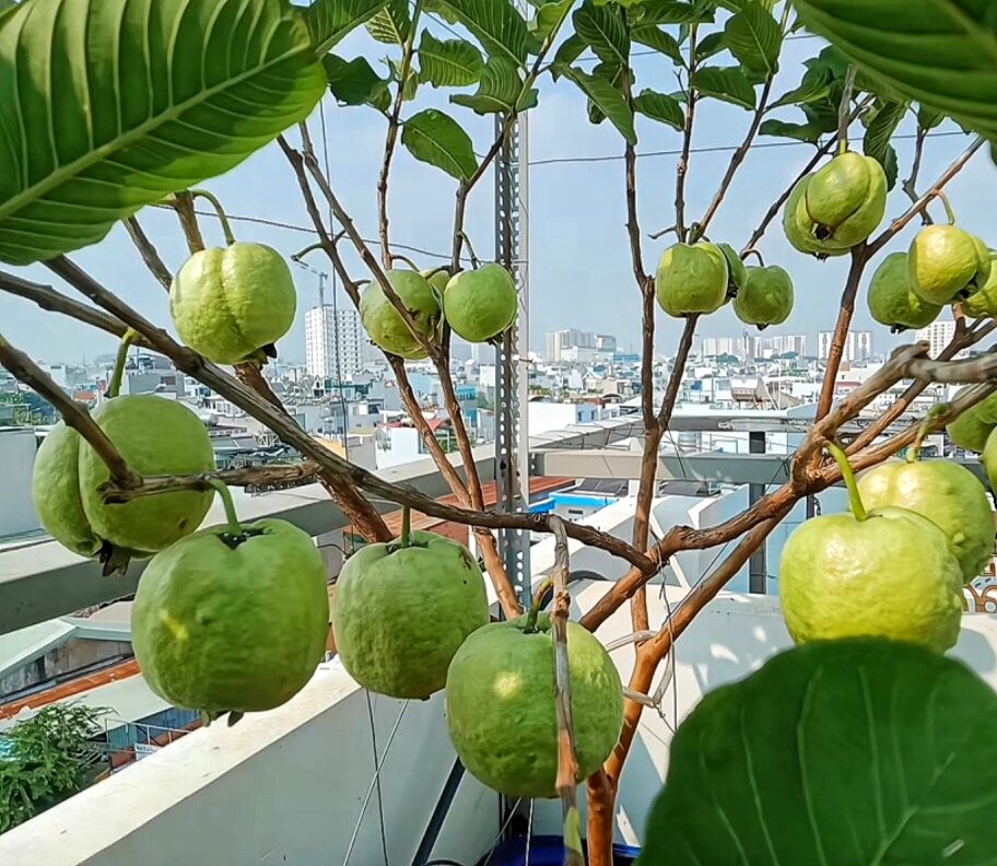 Cây ổi xá lị ngọt lịm