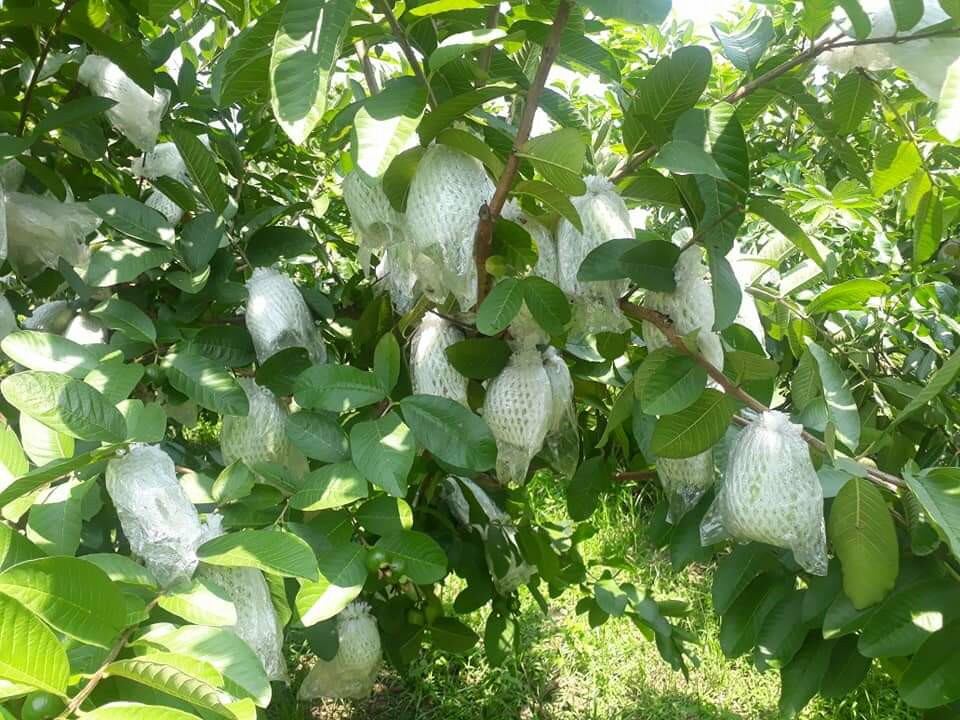 Túi bọc ổi lòng sẵn 1kg