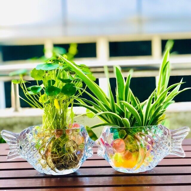 Chậu cỏ đồng tiền hoặc cỏ lan chi thuỷ sinh chậu cá chép
