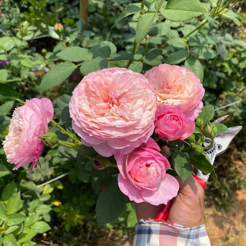 Hoa hồng leo Constance Rose - hoa chùm