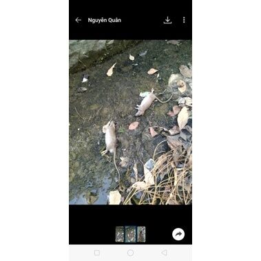 thuốc diệt : 🐭🐁 cống -chuột nhất Trung Quốc