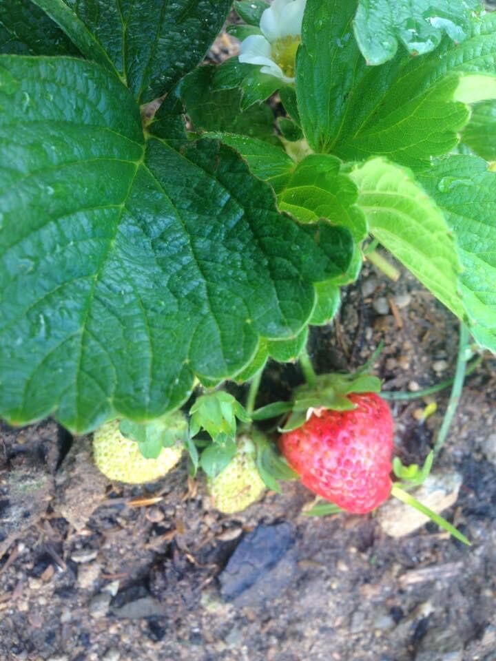 10 Cây giống dâu Tây Nhật ,Hàn , new