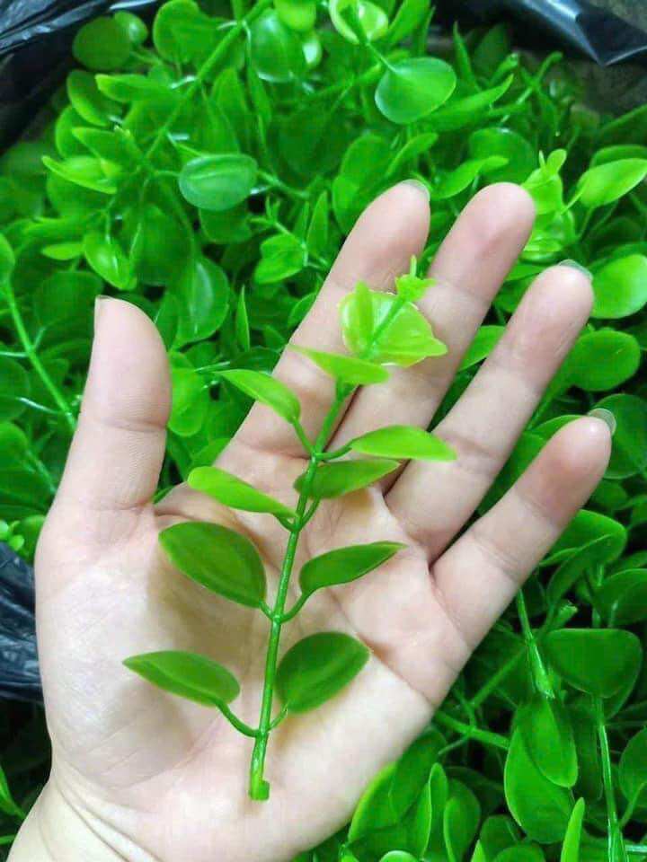 100g cỏ điểm tai chuột
