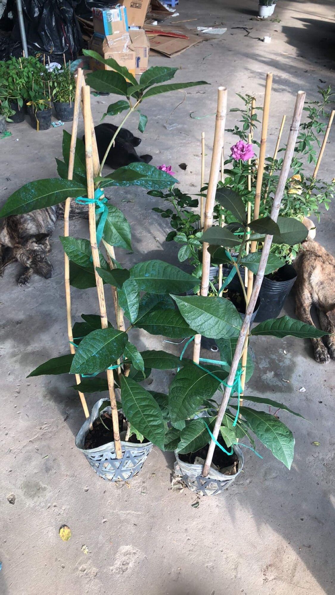 Cây mai xanh Thái bông tím (hoa chùm) - cao 70-90cm