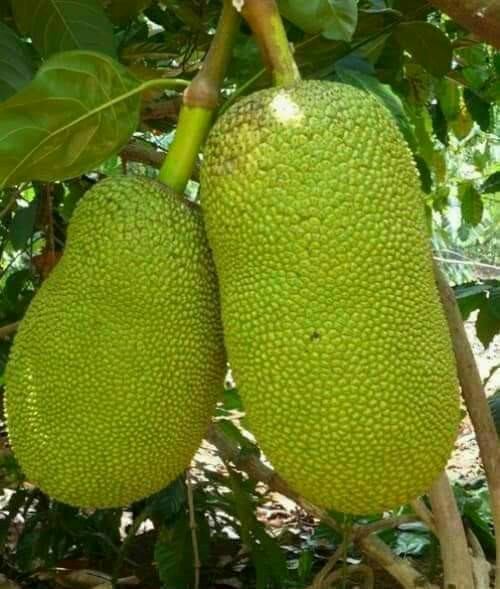 PHÂN BÓN MAX FRUIT LỚN TRÁI MÍT - XÔ 20KG.