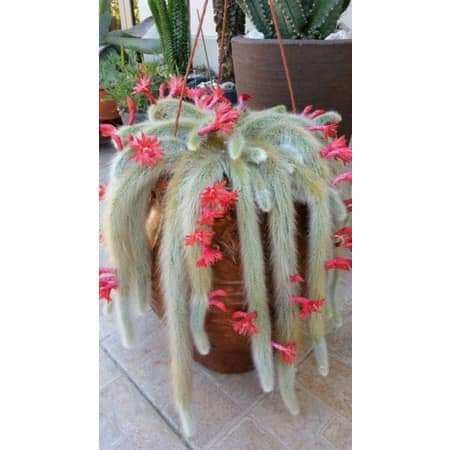Hạt giống Sương rồng đuôi chồn(30_50hat)