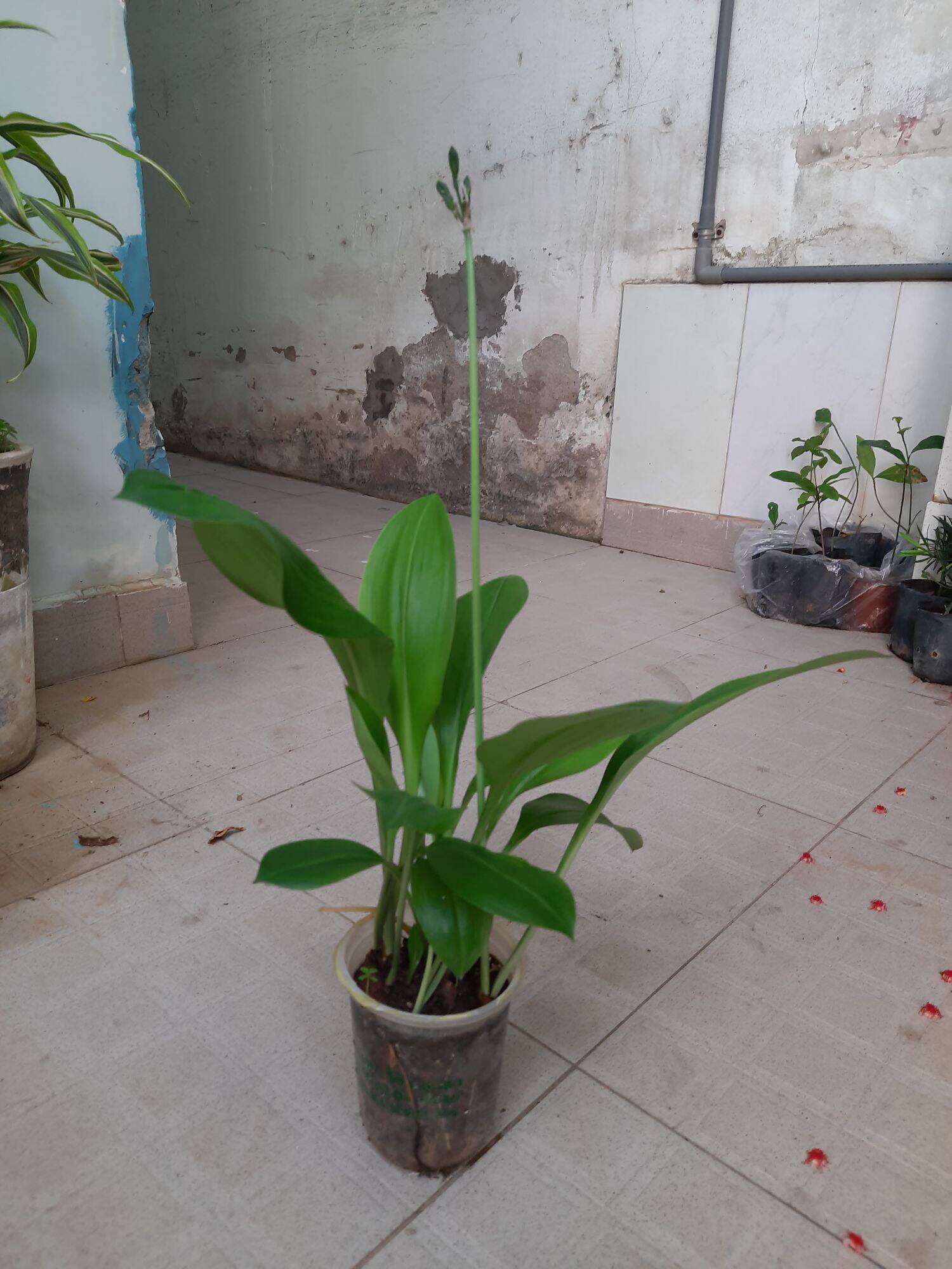 Amaryllidaceae hay Hoa đỏ Nữ hoàng Lily Tên khoa học Eucrosia bicolor