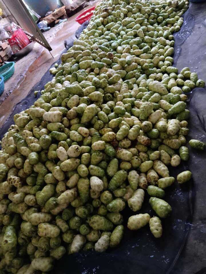 trái nhàu ngâm đường phèn 2kg