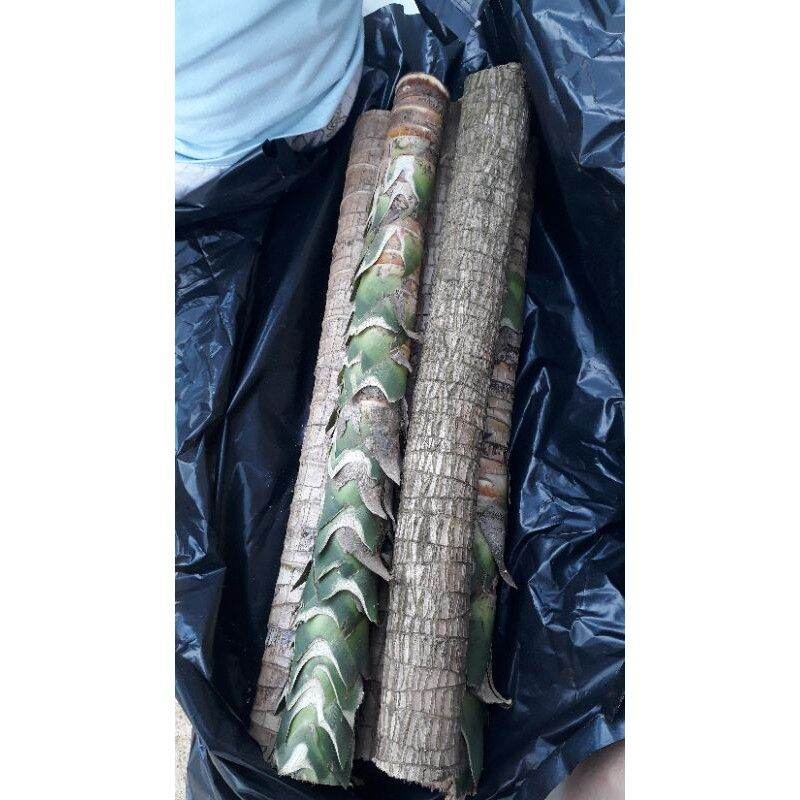 thiết mộc lan lá xanh size nhỏ [khúc giống ]