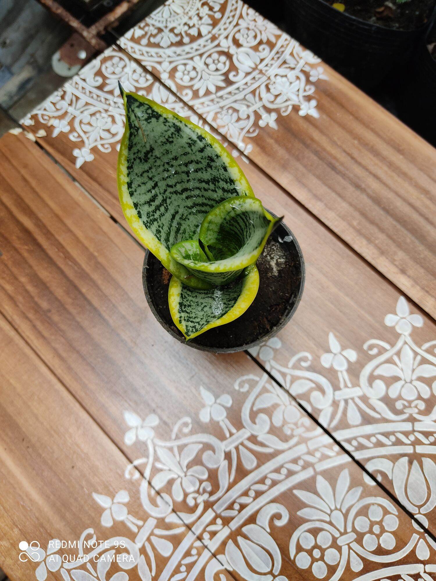 lưỡi hổ thái lùn size nhỏ