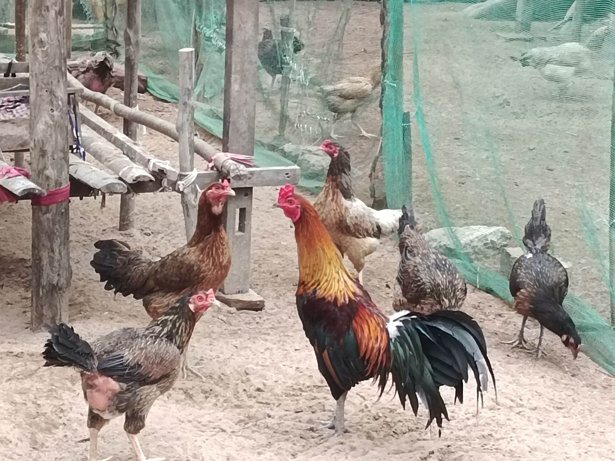10 Trứng gà nòi lai ấp nở. bao tỉ lệ