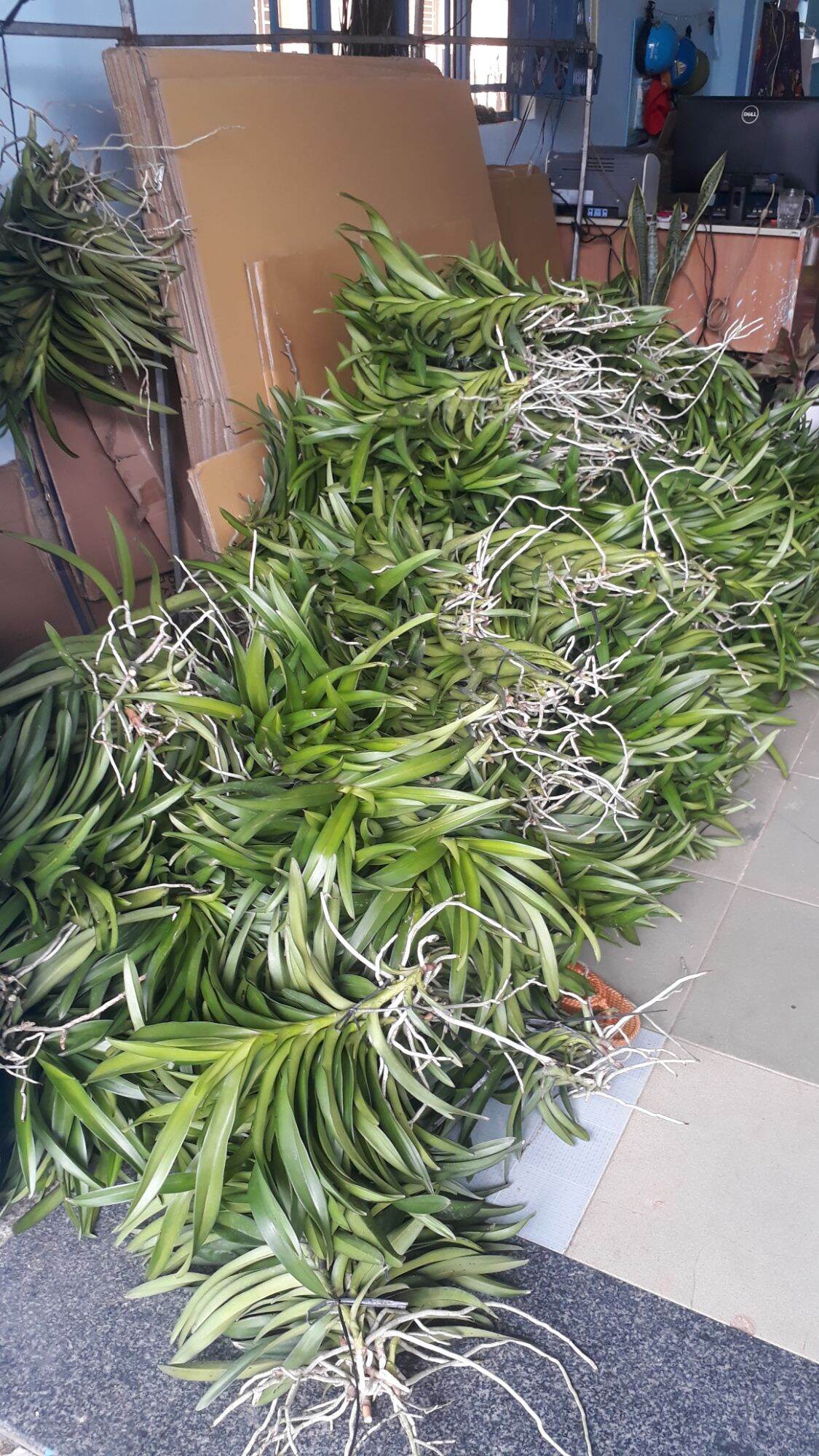 Combo 7 cây lan giống mokara 6 màu ,đỏ,tím,vàng,hồng,cam,trắng