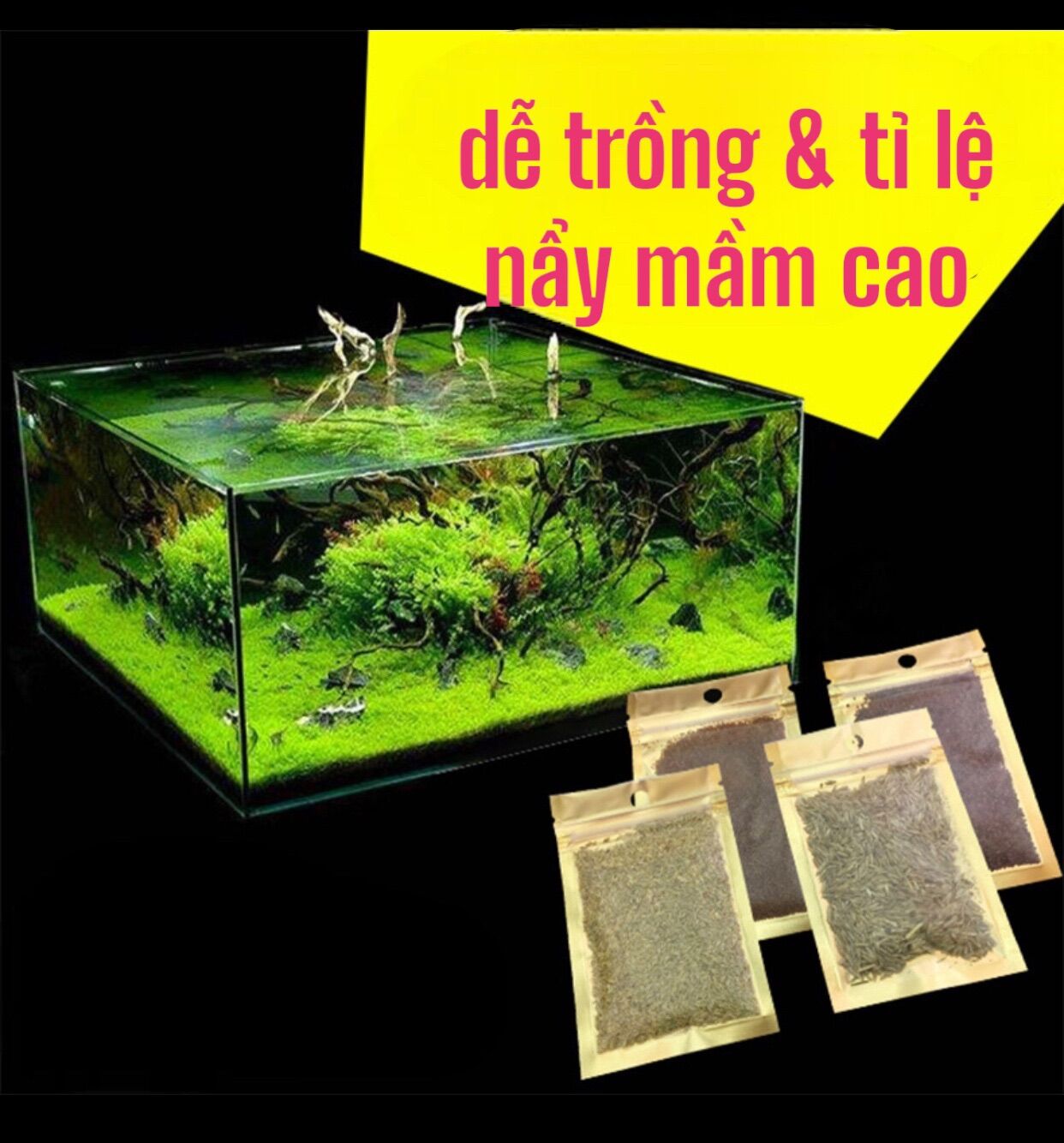 Hạt giống cỏ thuỷ sinh