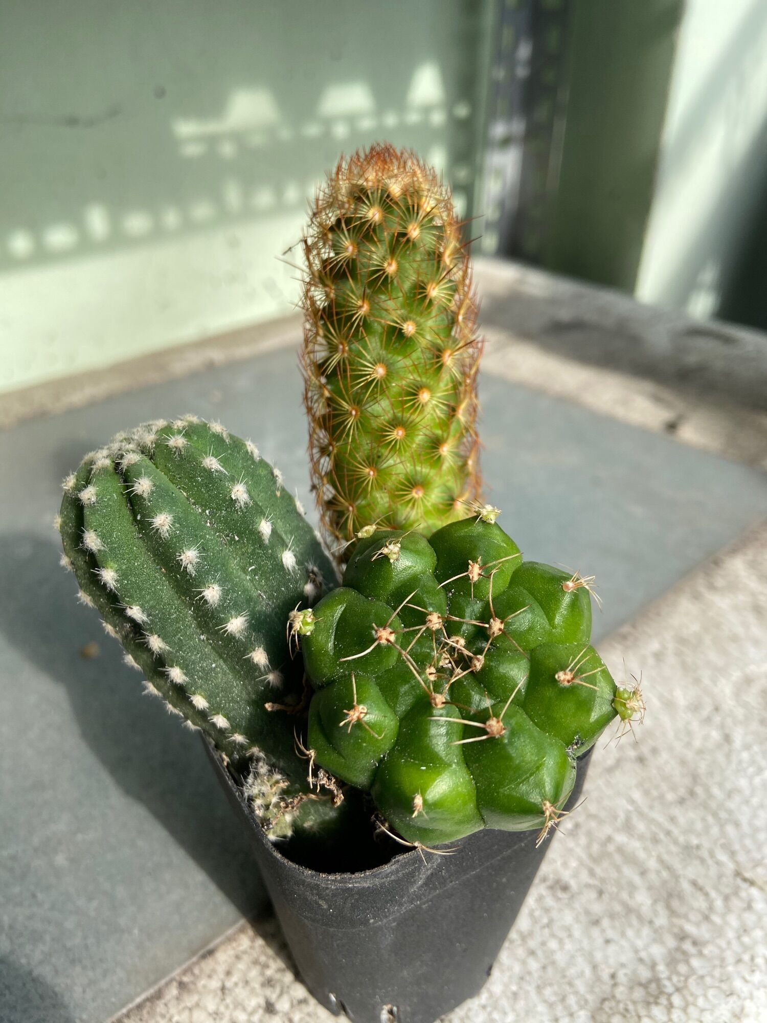 [HCM]Combo Bộ Ba Xương Rồng Tiết Kiệm