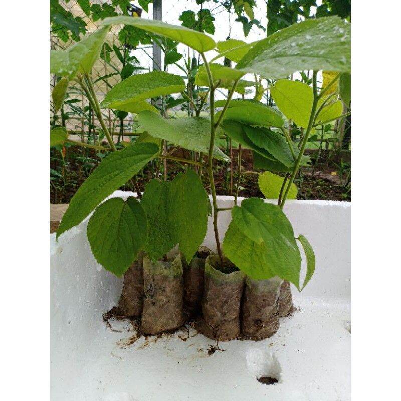 2 cây an xoa tím chuẩn lh 0355276899