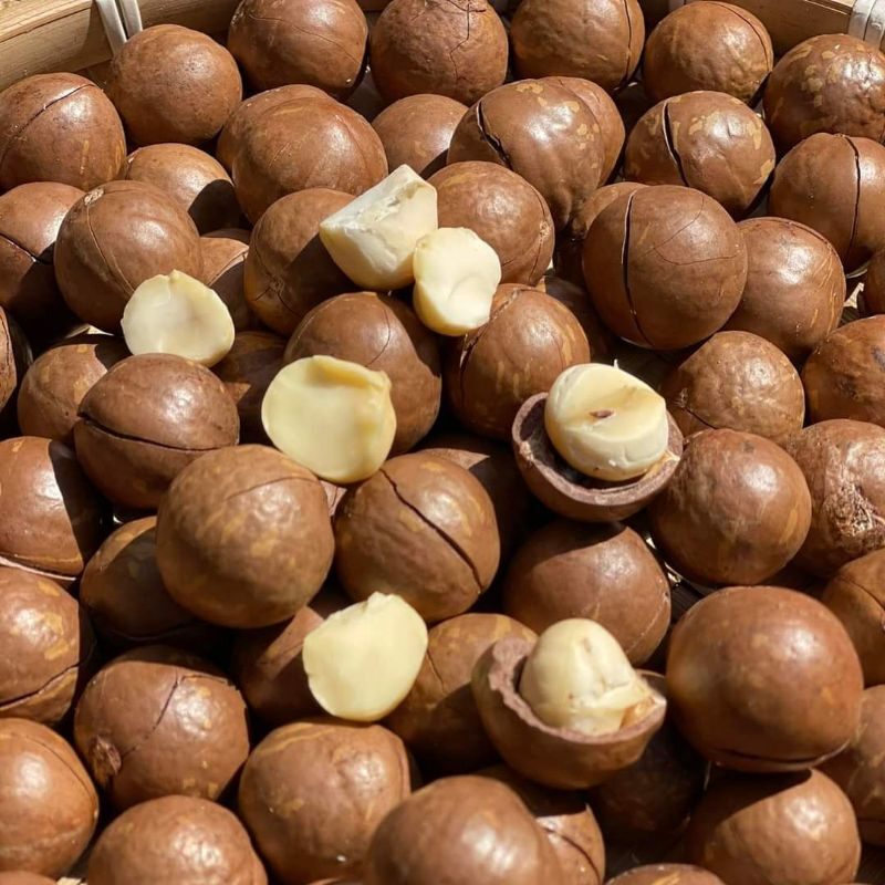 Hạt Maca Úc size cồ  [GIÁ RẺ] -1kg