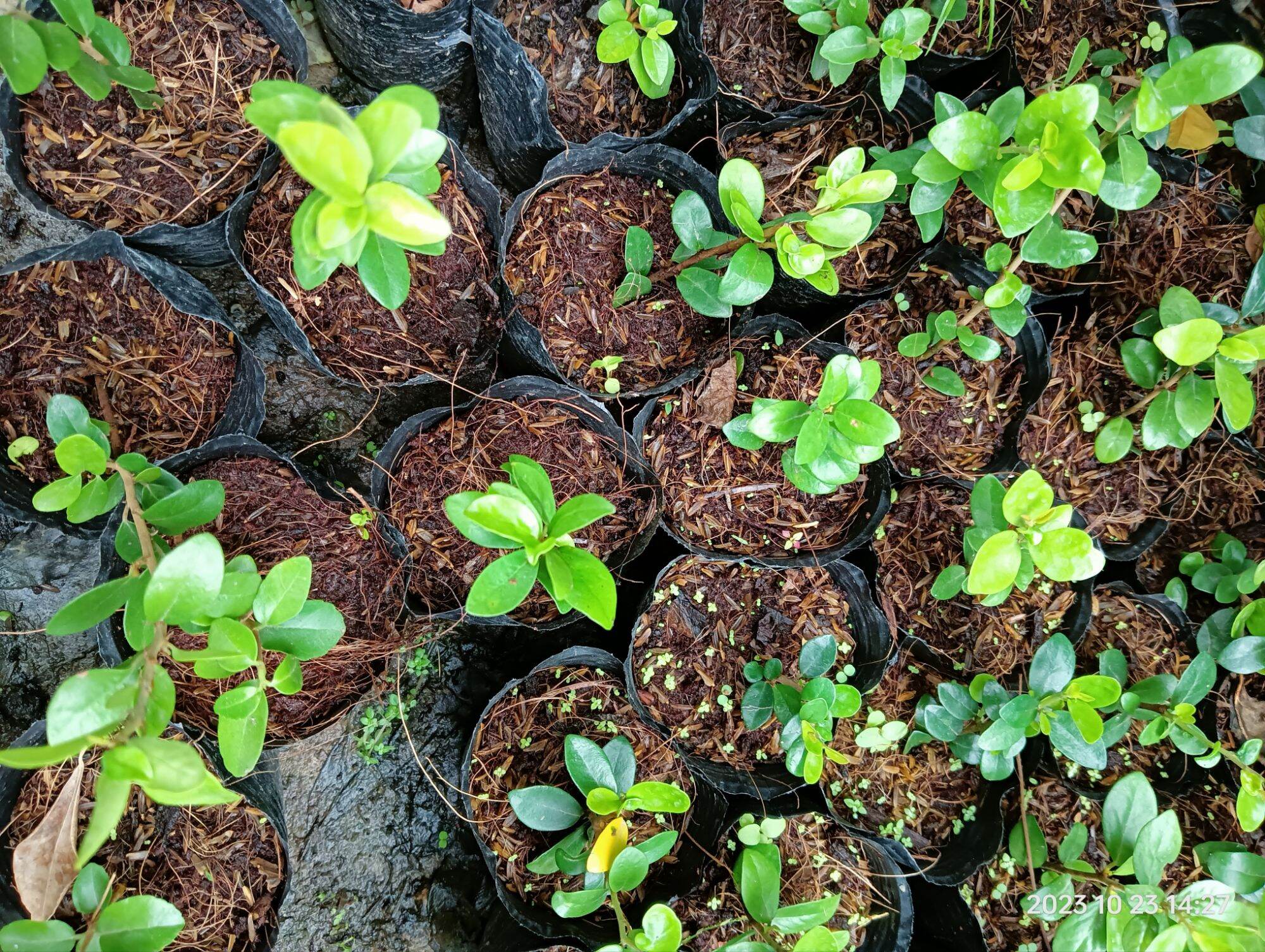 cây giống sam núi