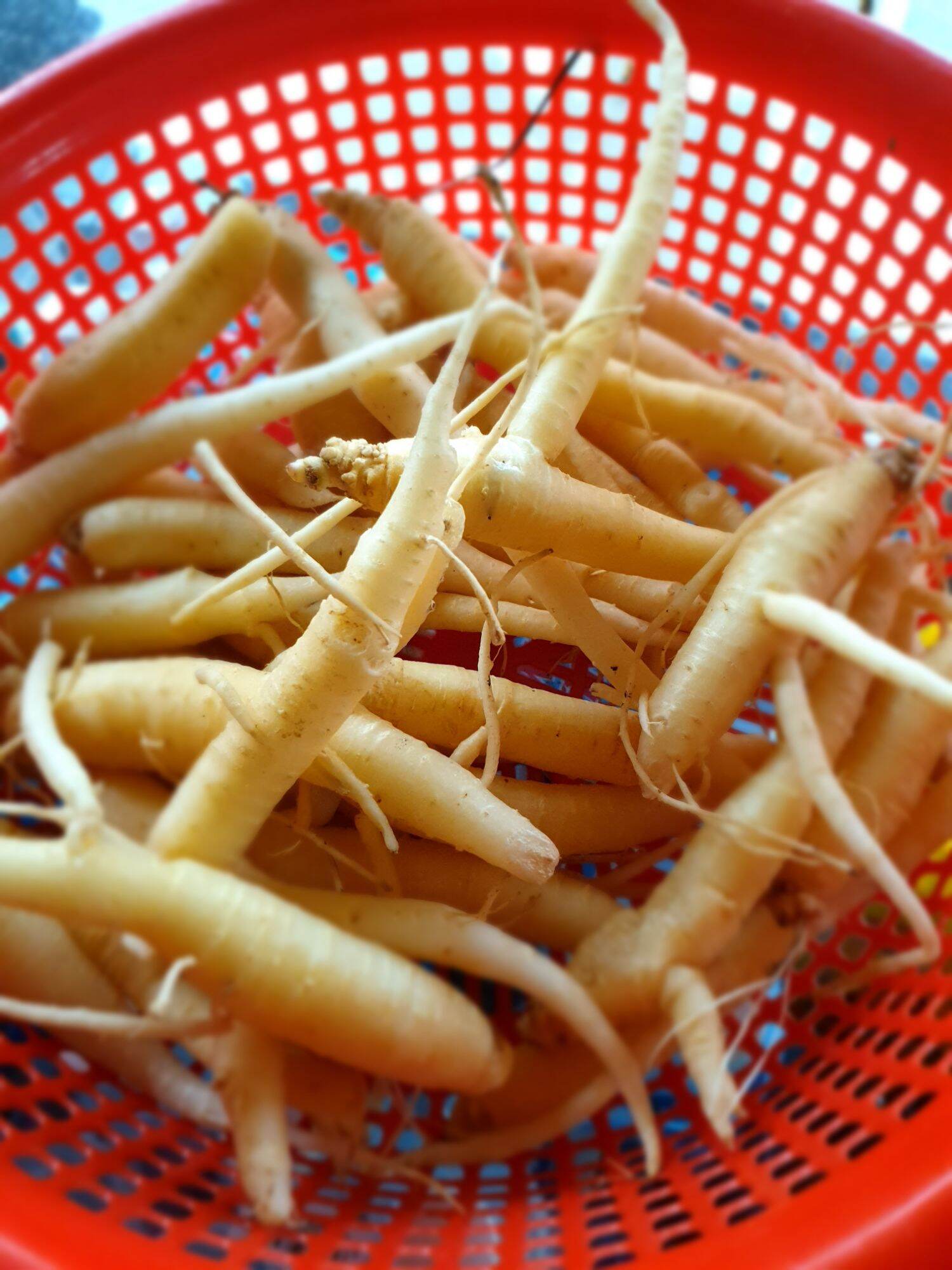 Đẳng sâm rừng đà lạt _ 1kg